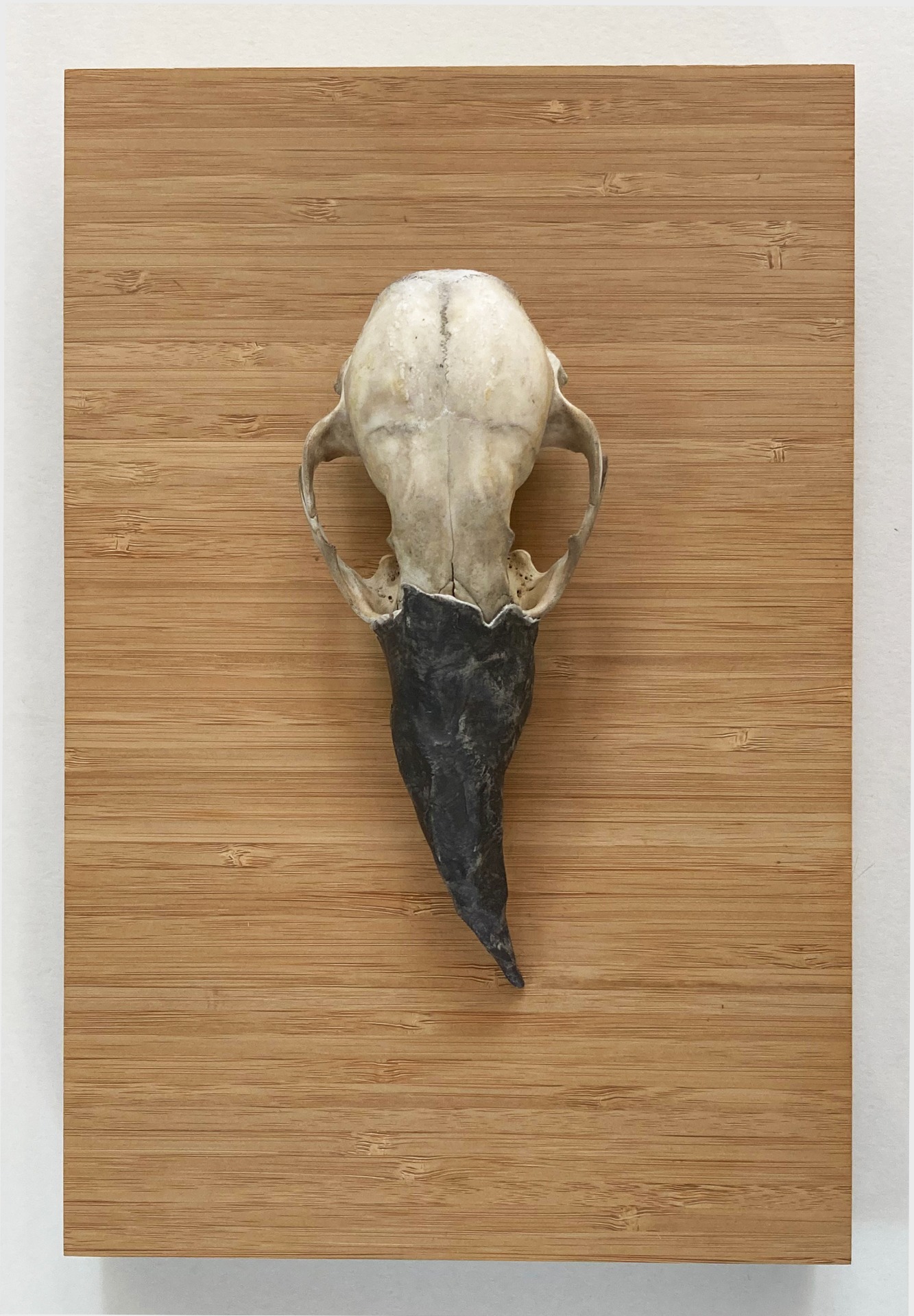 Miossing Link (small mammal skull, clay, wax, wood)